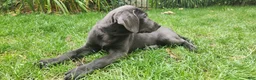 Labrador Retriever dogs for sale: Labrador Retriever Aqua - Ad 3