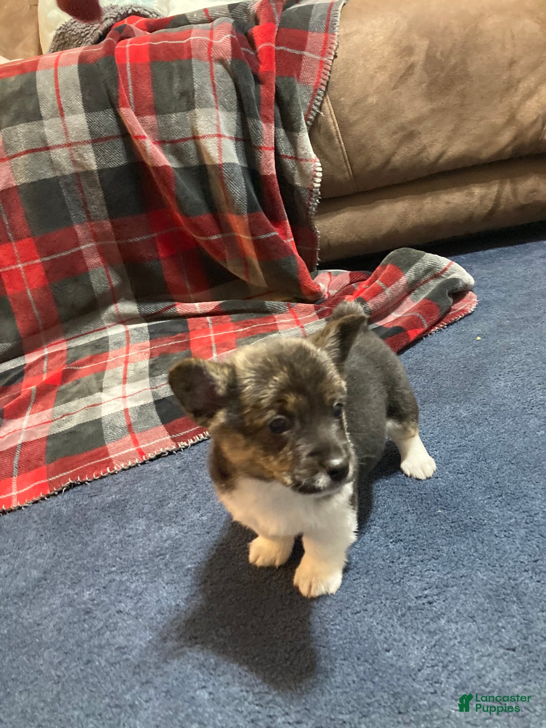 Mixed Breed dogs for sale: Trina - Ad 1