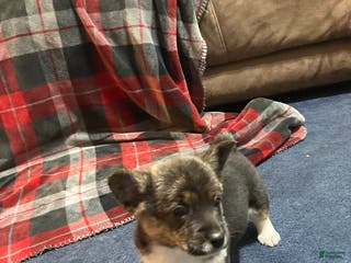 Mixed Breed dogs Trina - Ad 13