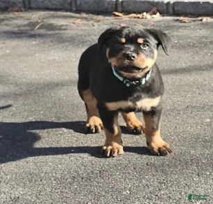 Rottweiler dogs Rottweiler Puppy 3 - Ad 14
