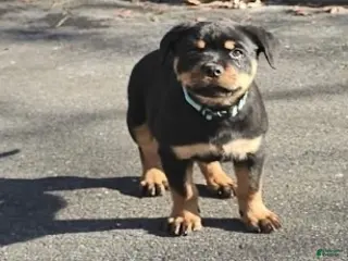 Rottweiler dogs Rottweiler Puppy 3 - Ad 14