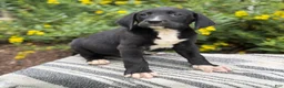 Mixed Breed dogs for sale: Griff - Ad 11