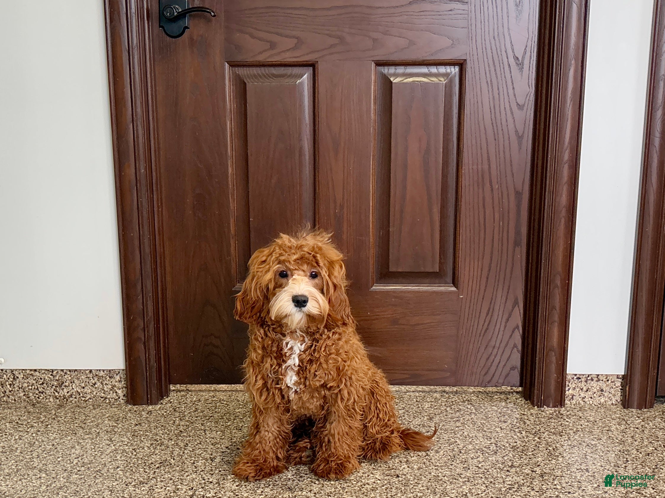 Cavapoo dogs Danny F1 - Ad 21