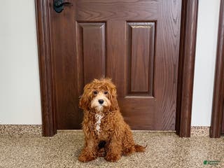 Cavapoo dogs Danny F1 - Ad 20