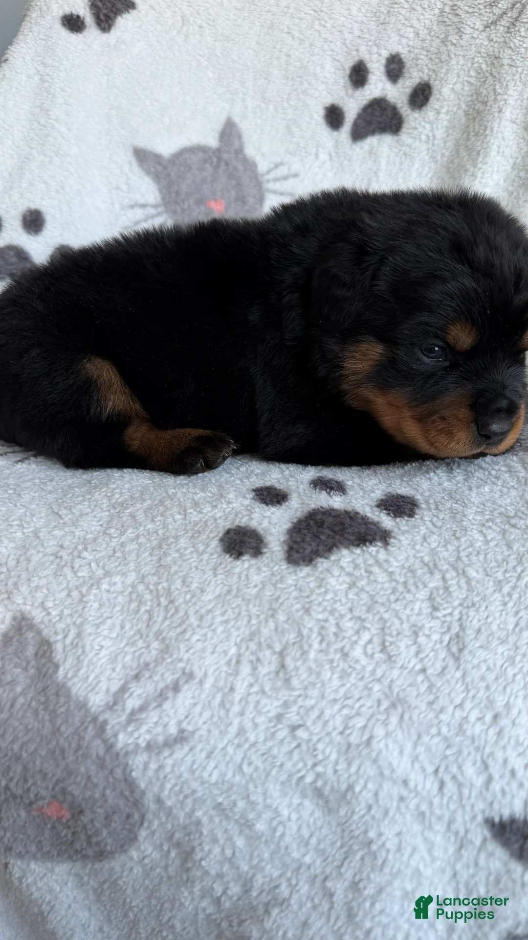 Rottweiler dogs for sale: Jackson - Ad 6