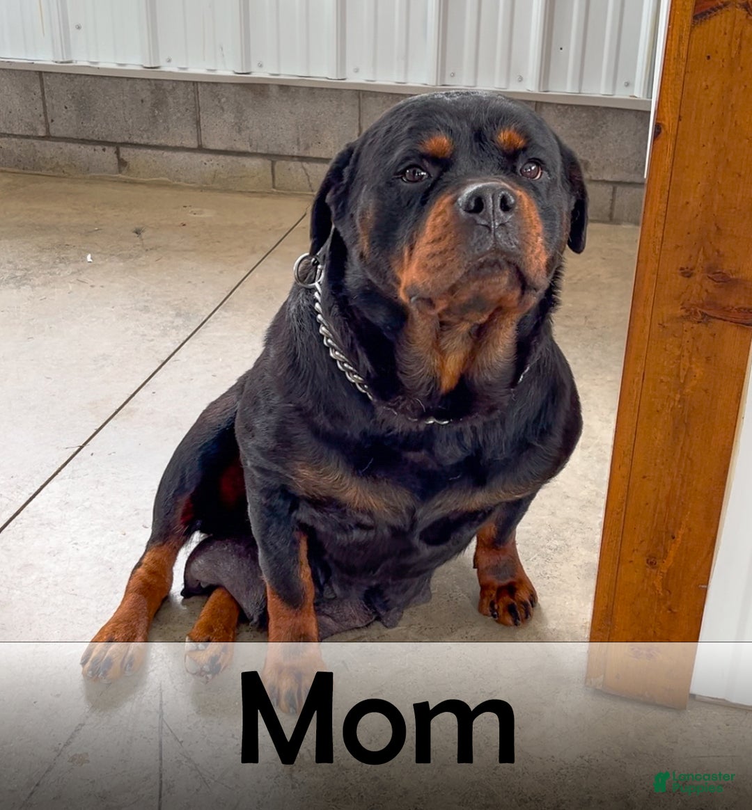 Rottweiler dogs for sale: Ranger - Ad 9