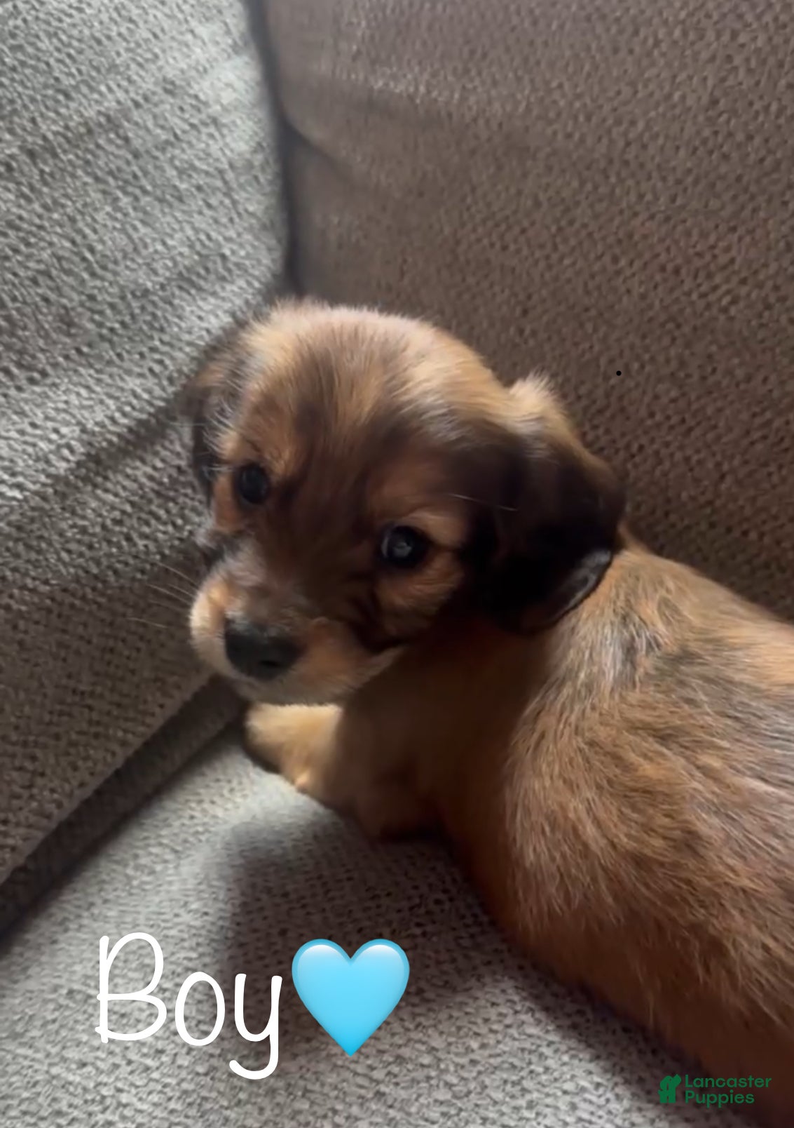 Dachshund dogs Brown boy  - Ad 3