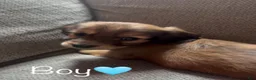 Dachshund dogs for sale: Brown boy  - Ad 1
