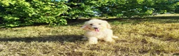 Mini Goldendoodle dogs for sale: Mini Goldendoodle 7 - Ad 1