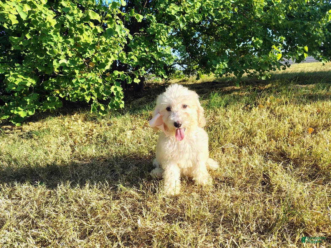 Mini Goldendoodle dogs for sale: Mini Goldendoodle 7 - Ad 1