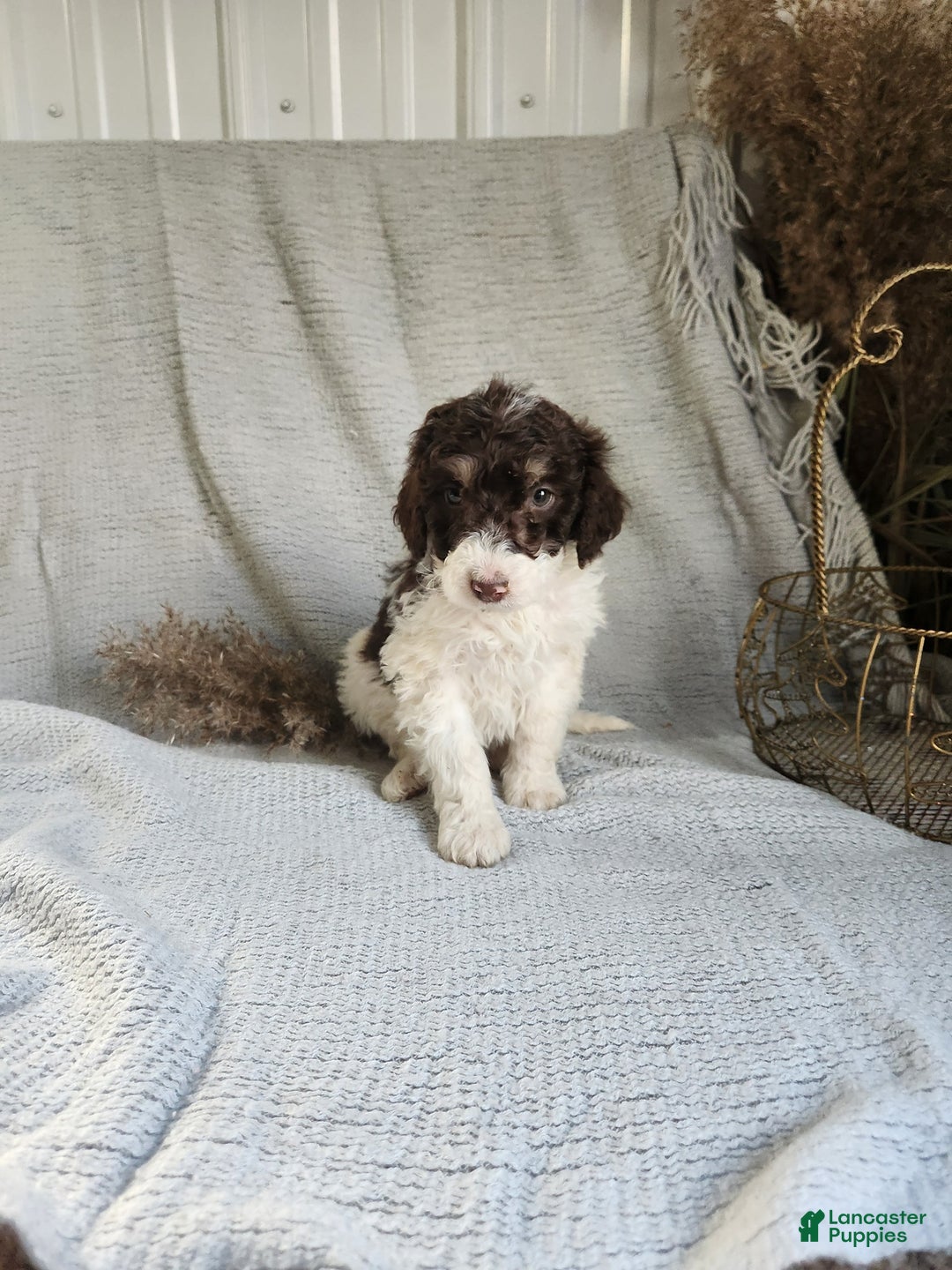Bernedoodle dogs for sale: Lilac - Ad 1