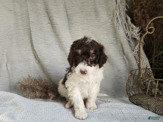 Bernedoodle dogs Lilac - Ad 25