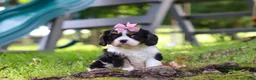 Cavalier King Charles Spaniel dogs for sale: Kaylee - Ad 13
