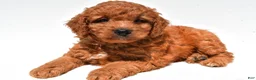 Mini Goldendoodle dogs for sale: Frankie  - Ad 3