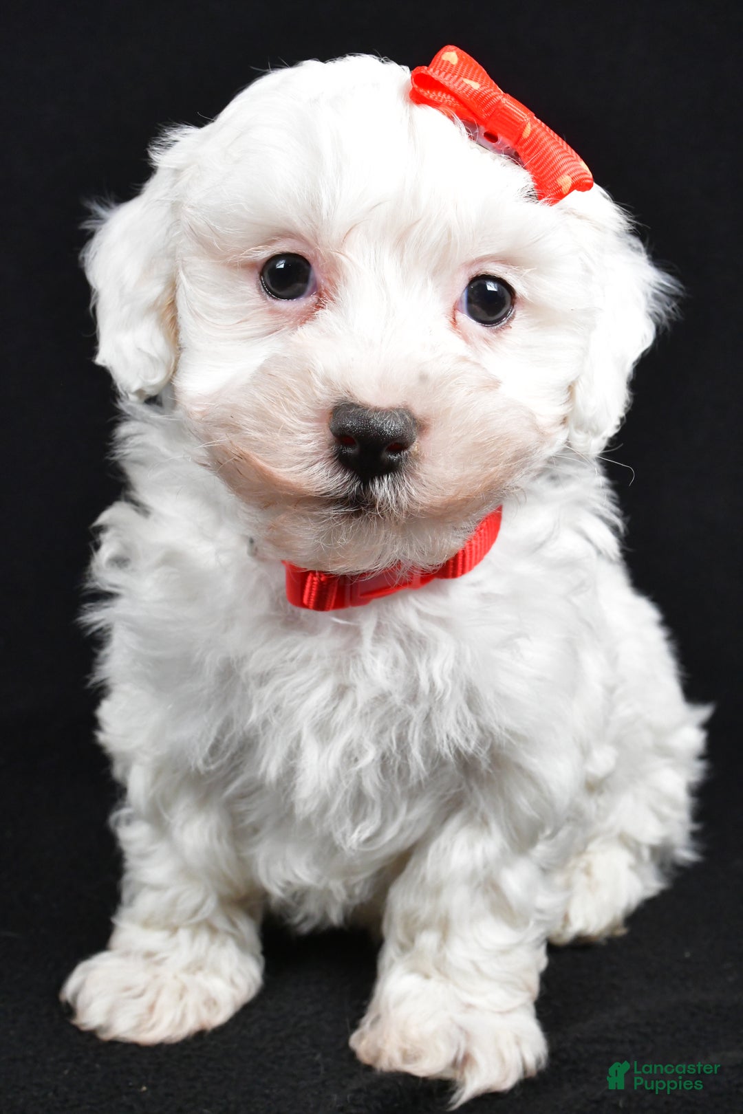 Maltipoo dogs for sale: Jasper - Ad 8