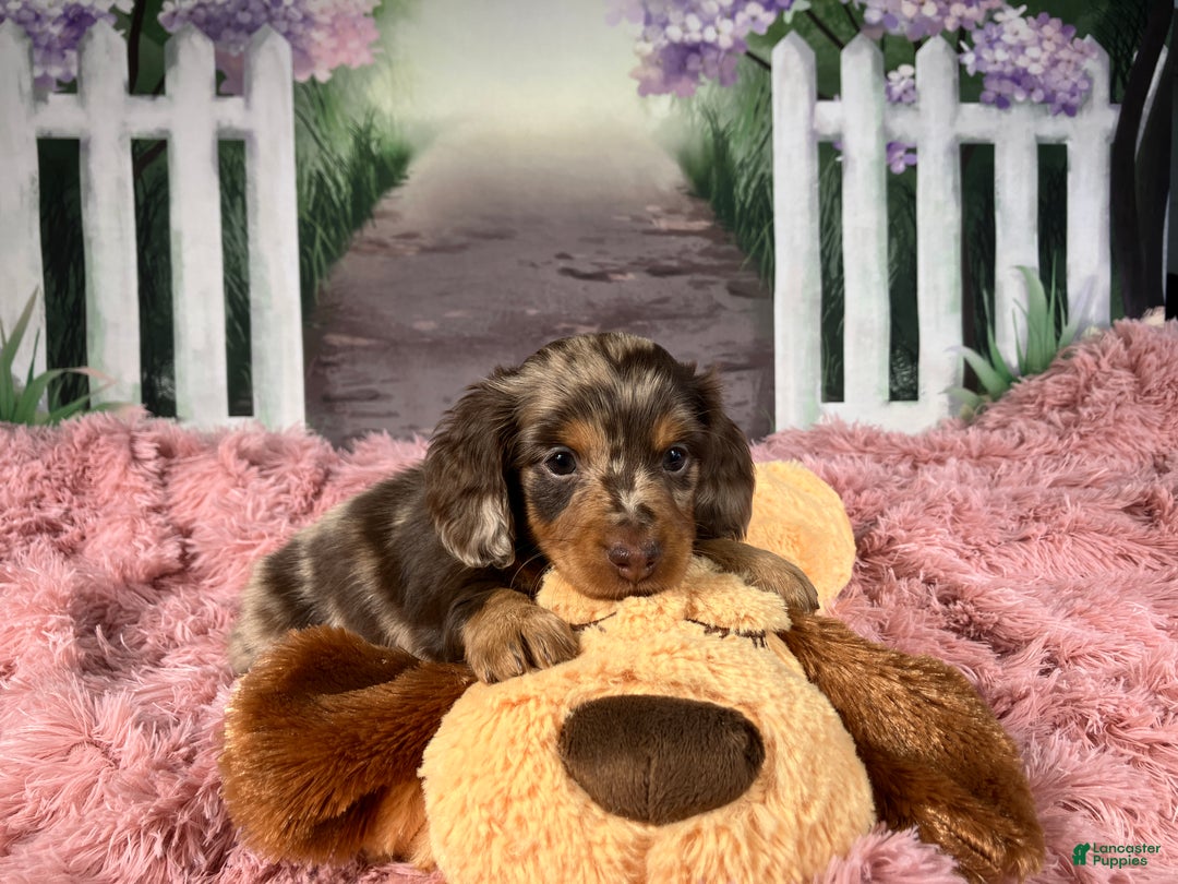 Miniature Dachshund dogs for sale: AKC-Becca - Ad 9