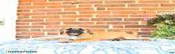 Puggle dogs for sale: Robbie - Ad 4