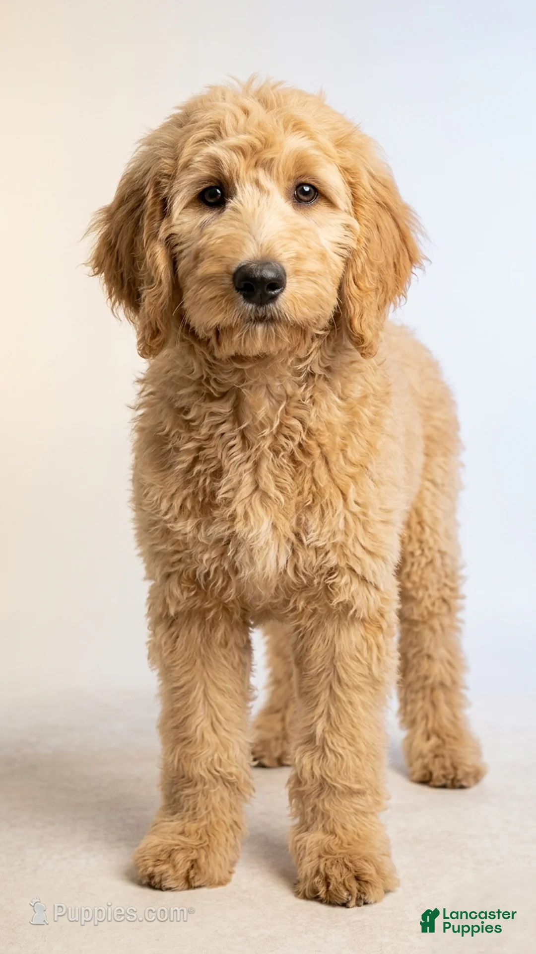 Goldendoodle dogs for sale: Simba - Ad 1