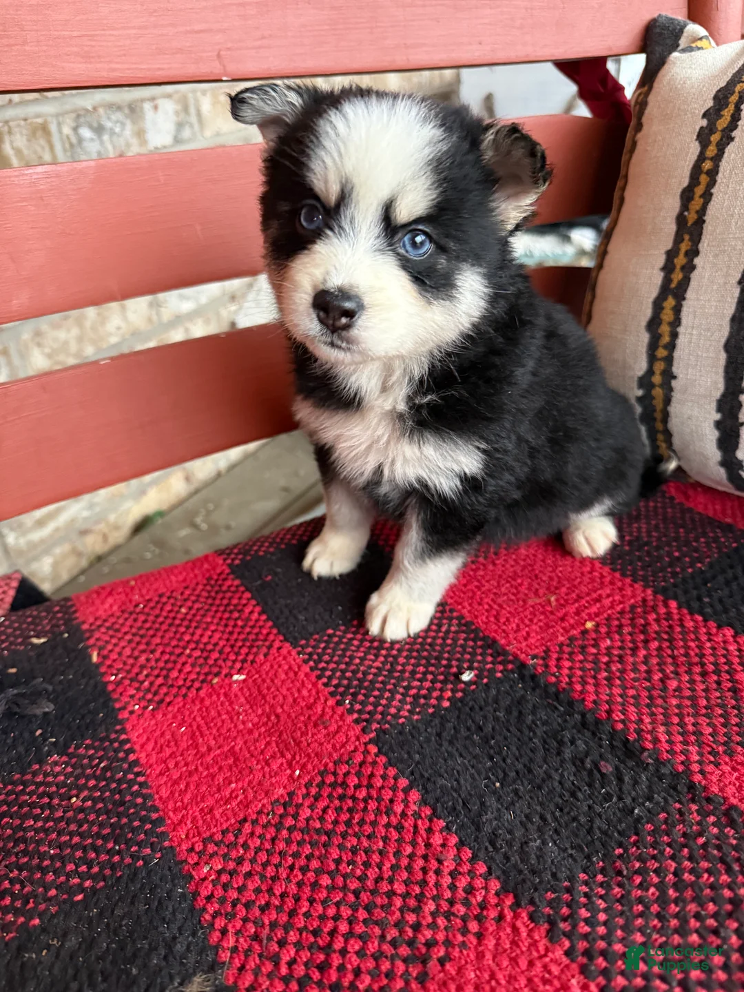 Pomsky dogs for sale: Palmer - Ad 6
