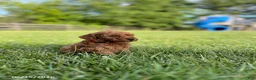 Miniature Labradoodle dogs for sale: Harper - Ad 2