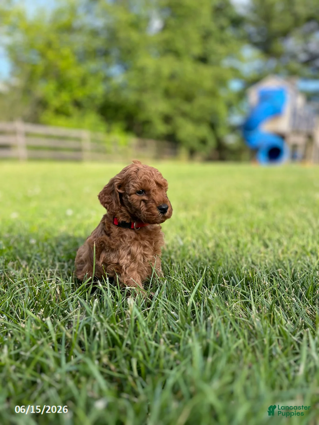 Miniature Labradoodle dogs for sale: Harper - Ad 2