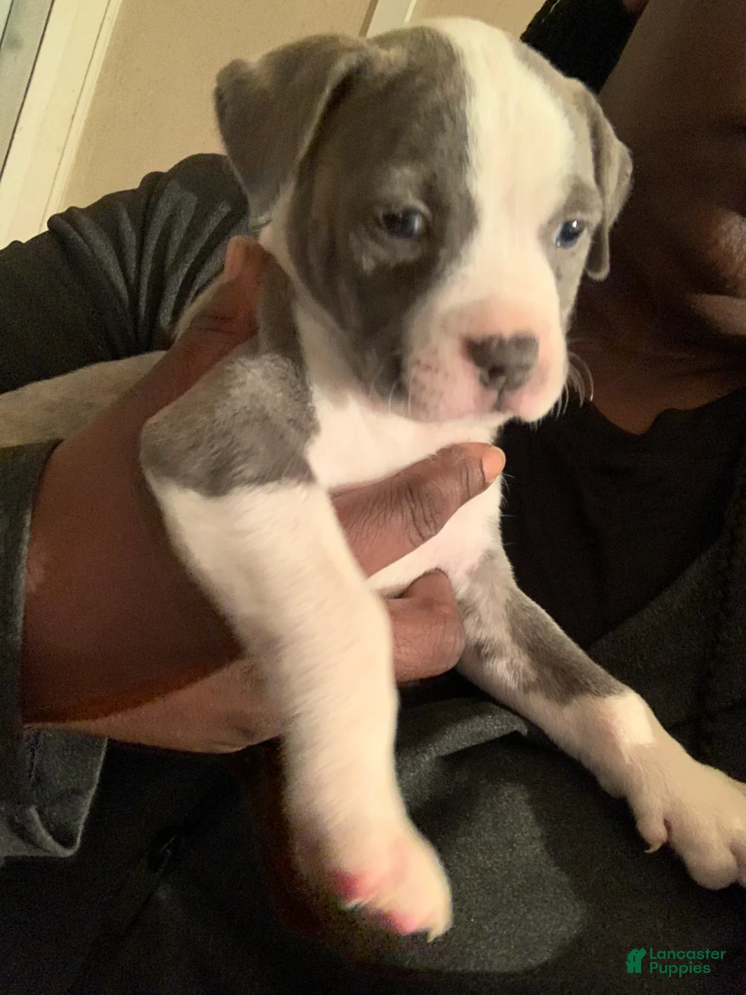 American Pit Bull Terrier dogs for sale: American Pit Bull Terrier Puppy 2 - Ad 3