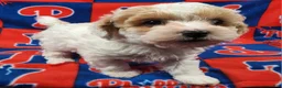 Yorkiepoo dogs for sale: Frosty Bandit - Ad 6