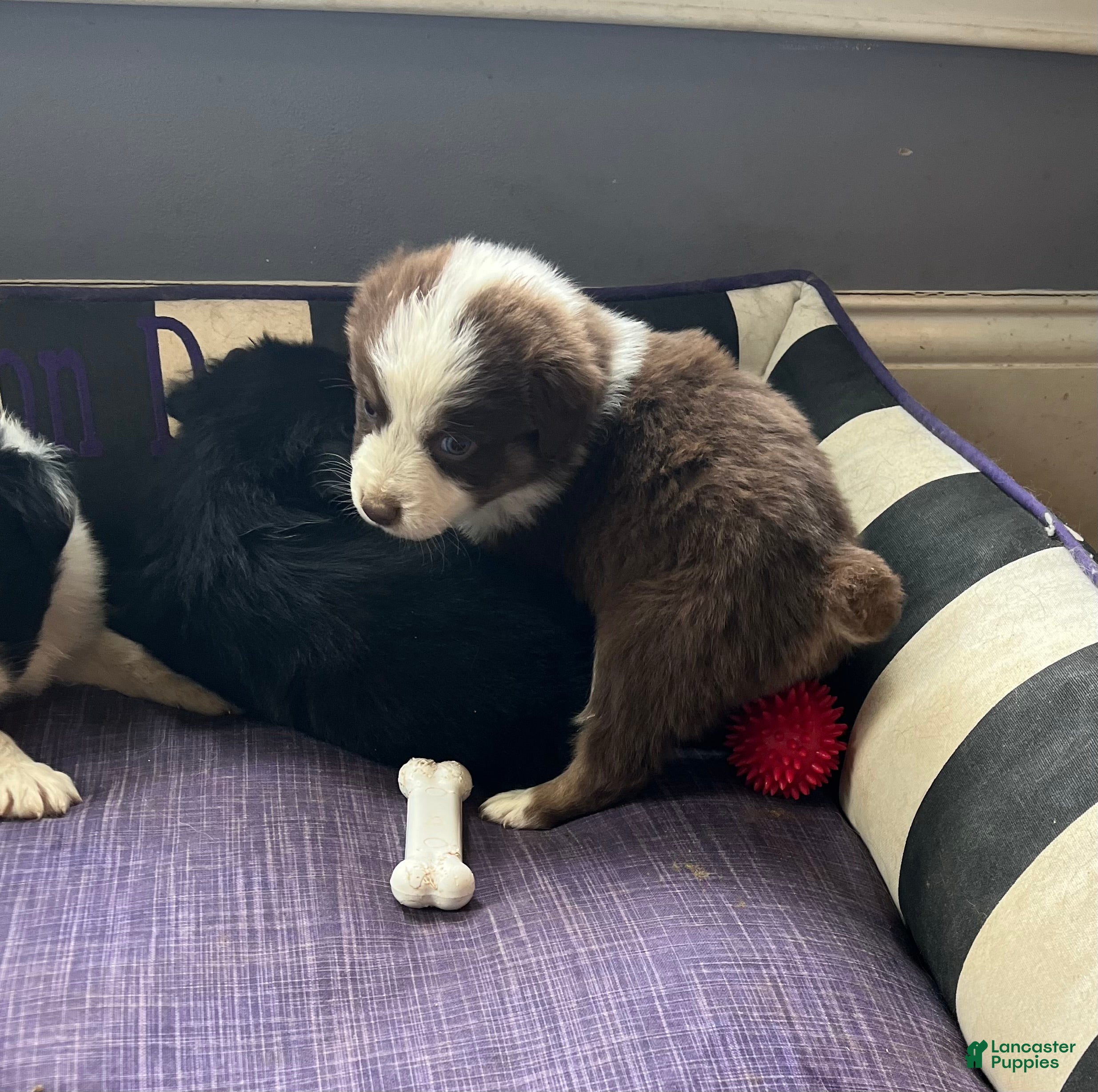 Australian Shepherd dogs Female Aussie 2  Red Tri  - Ad 1