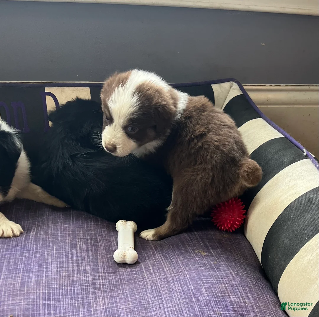 Australian Shepherd dogs for sale: Female Aussie 2  Red Tri  - Ad 1