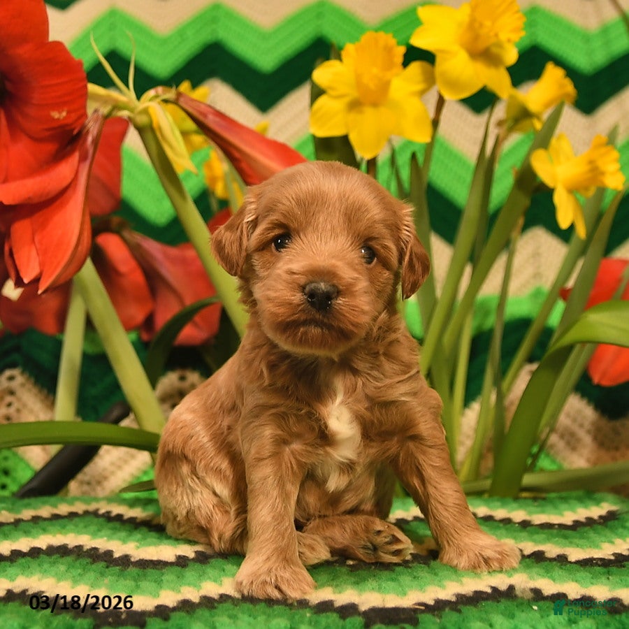 Mini Goldendoodle dogs Sparkey    - Ad 1