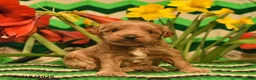 Mini Goldendoodle dogs for sale: Sparkey    - Ad 1