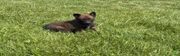 Belgian Malinois dogs for sale: Jackson - Ad 7