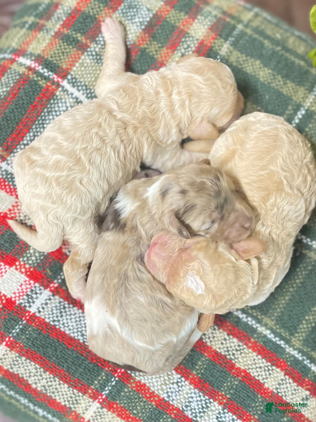 Cockapoo dogs for sale: Cockapoo Puppy 1 - Ad 2