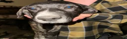 Mixed Breed dogs for sale: Otis - Ad 11
