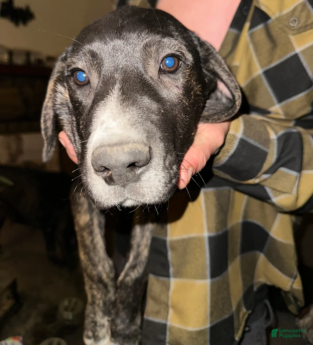 Mixed Breed dogs for sale: Otis - Ad 11