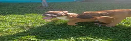 Mixed Breed dogs for sale: Mixed Breed 3 - Ad 4