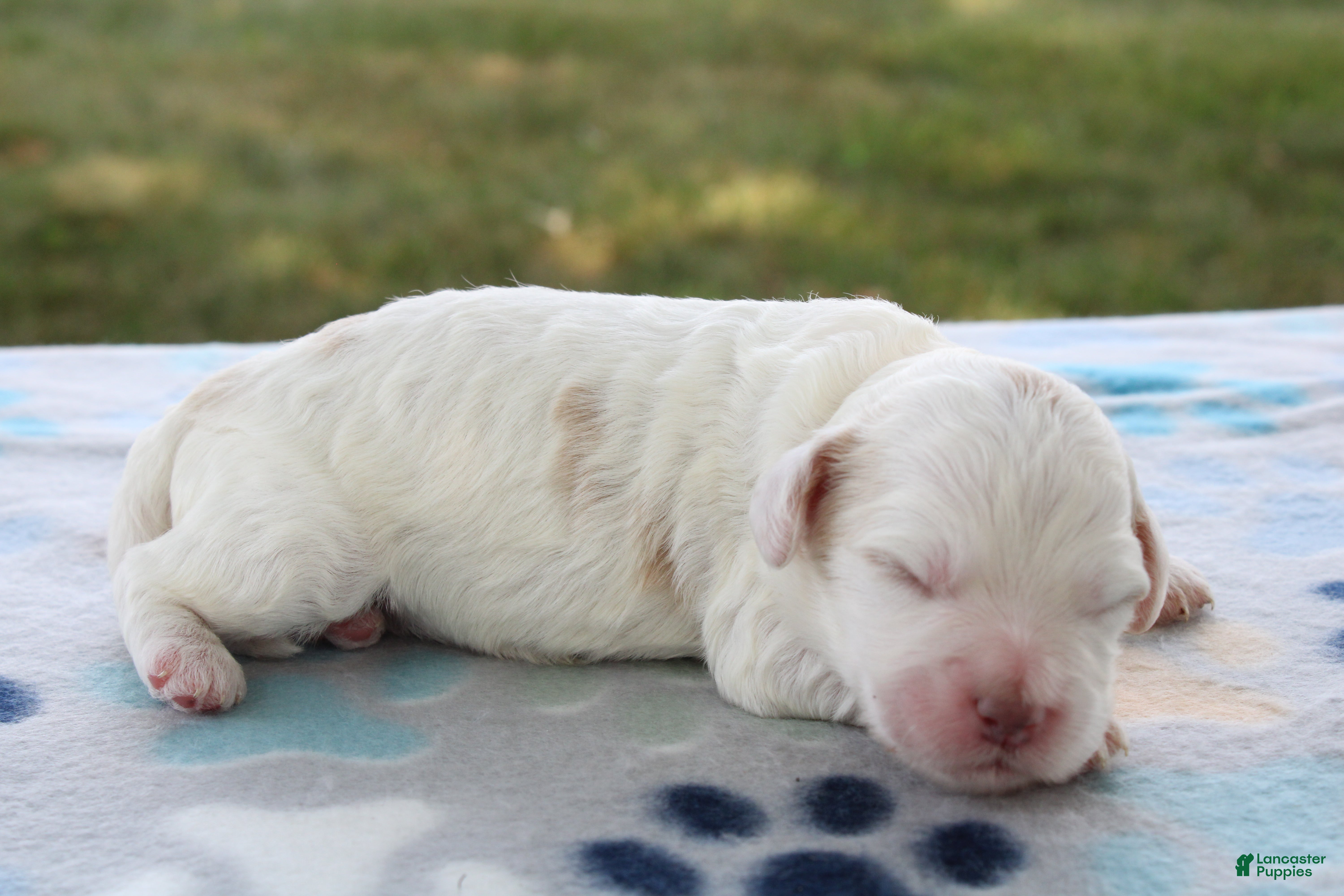 Mini Goldendoodle dogs Vlad - Ad 2