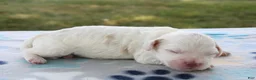 Mini Goldendoodle dogs for sale: Vlad - Ad 2