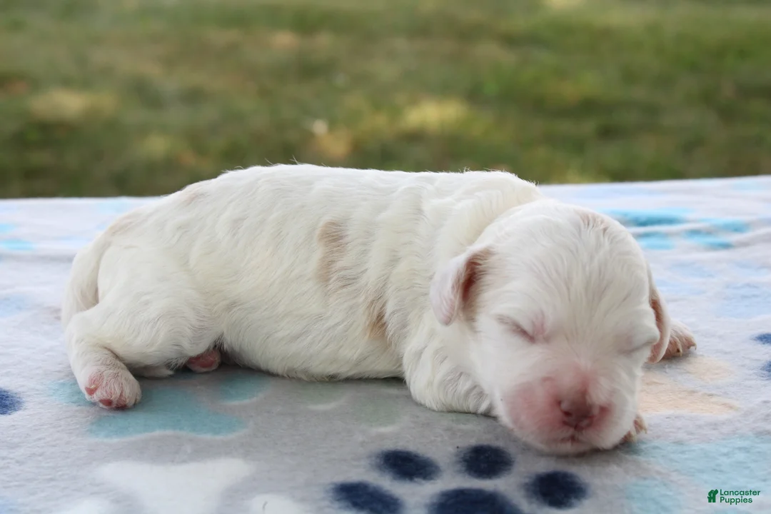 Mini Goldendoodle dogs for sale: Vlad - Ad 2