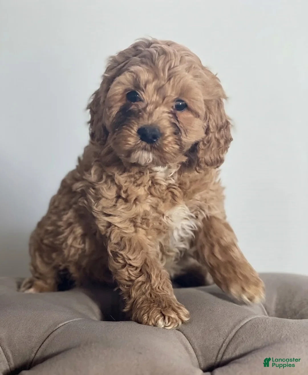 Cockapoo dogs for sale: Dora - Ad 1
