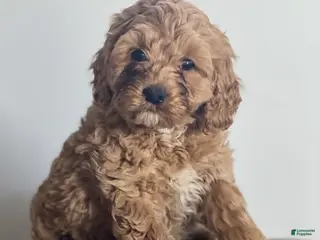 Cockapoo dogs Dora - Ad 27