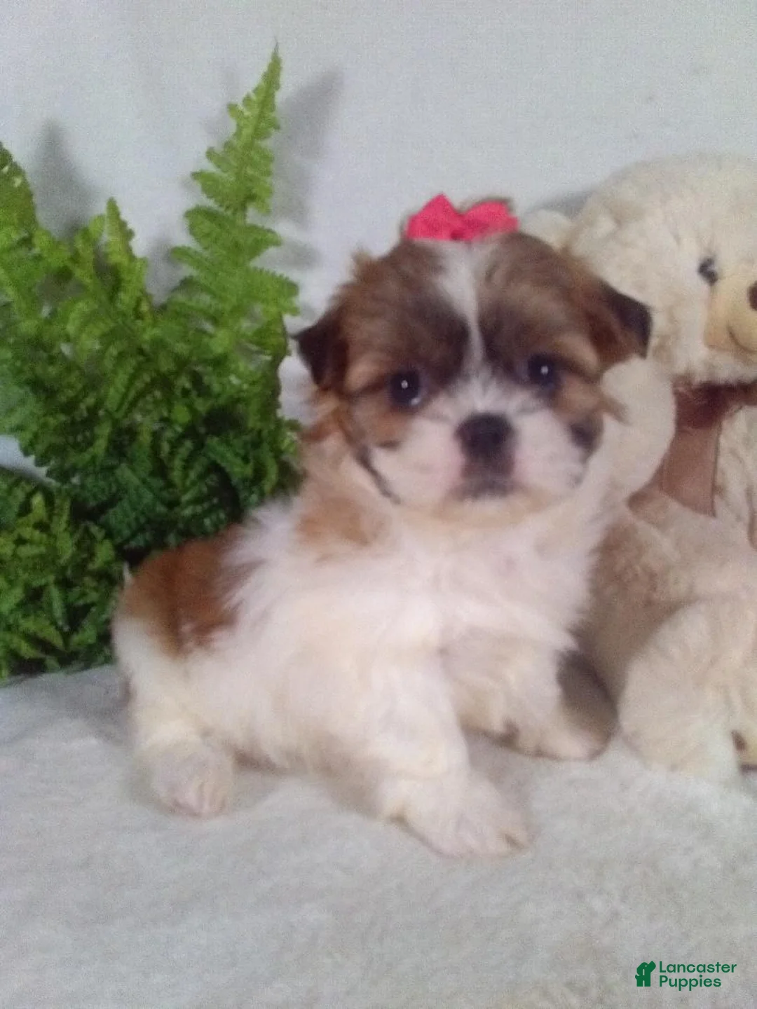 Shih Tzu dogs for sale: Alexa - Ad 2