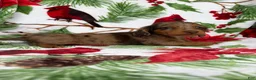 Miniature Dachshund dogs for sale: Lucy - Ad 10