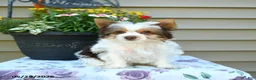Yorkshire Terrier dogs for sale: Winnie - Ad 5