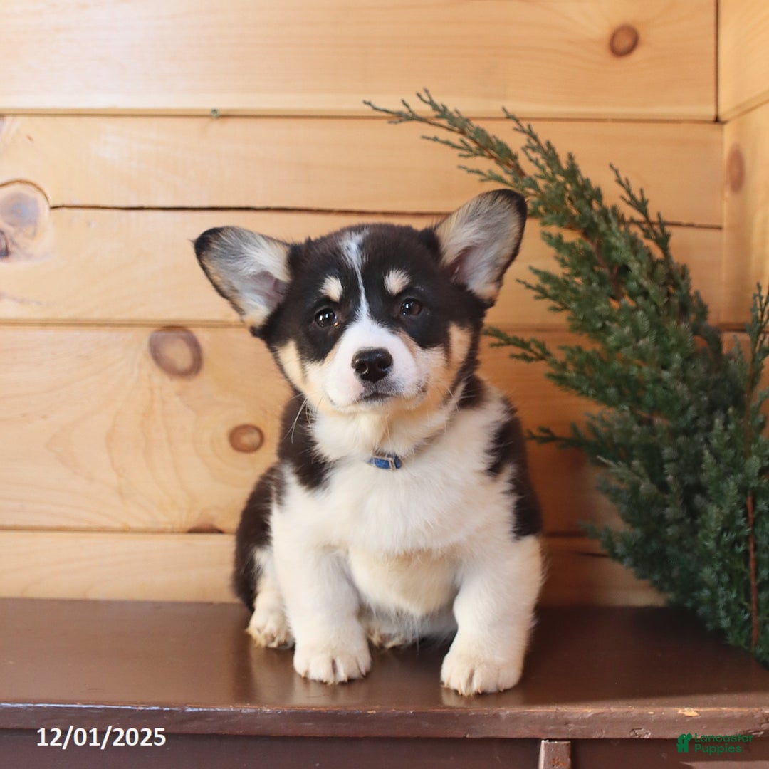 Welsh Corgi Pembroke dogs for sale: Scamp  - Ad 1