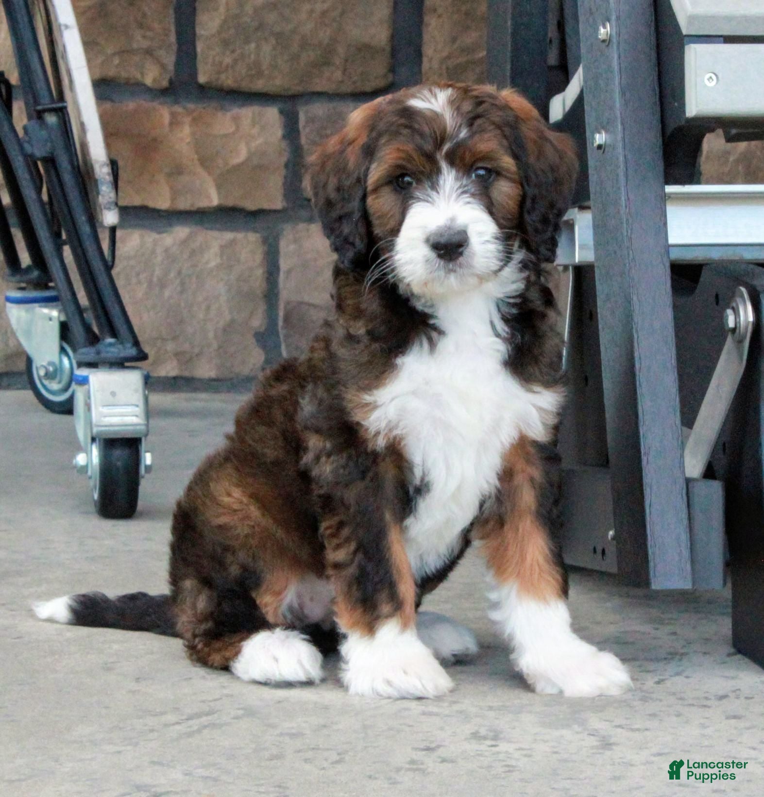 Bernedoodle dogs Bella - Ad 2