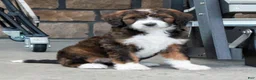 Bernedoodle dogs for sale: Bella - Ad 2
