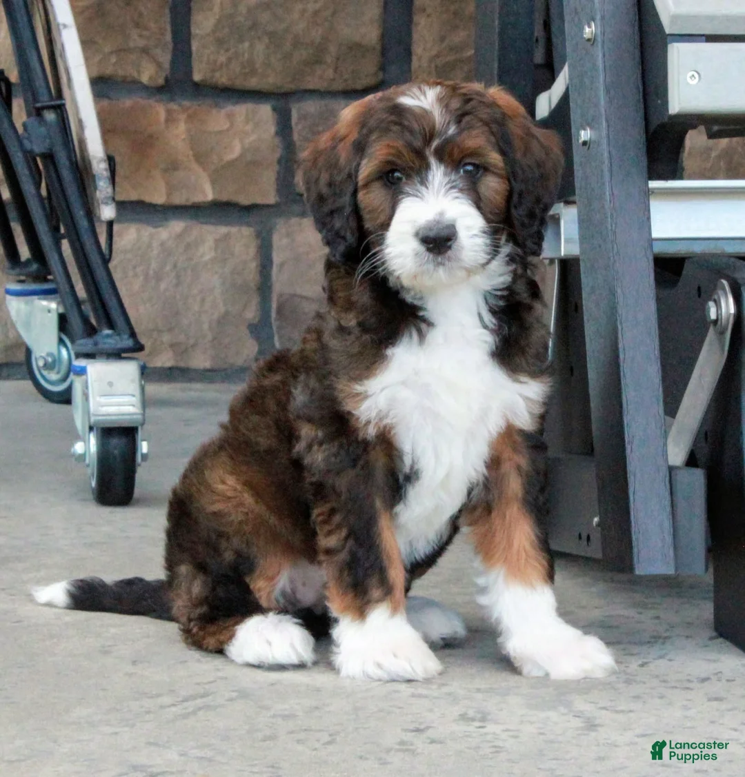 Bernedoodle dogs for sale: Bella - Ad 2
