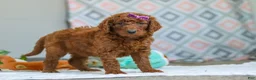 Goldendoodle dogs for sale: Chloe - Ad 4