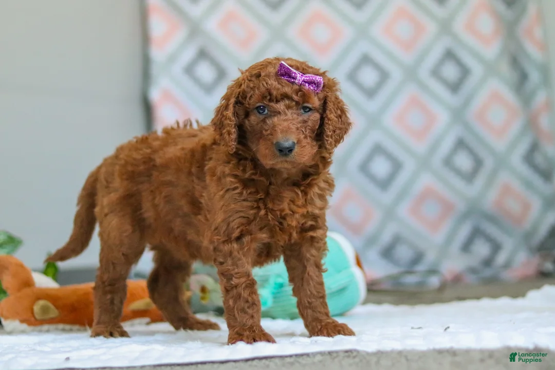 Goldendoodle dogs for sale: Chloe - Ad 4